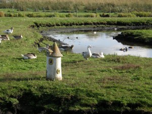 Hühner und Gänse im Parc naturel régional de Brière