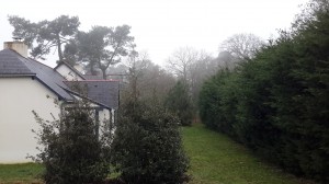 Nebel